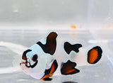 MH's Tricolor Dalmatians