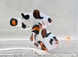 MH's Tricolor Dalmatians