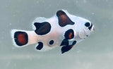 MH's Tricolor Dalmatians