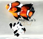 WYSIWYG Bonded Pair (Dalmatian/Fancy Longfin)