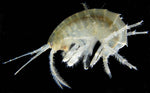 Amphipods