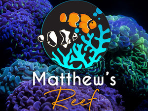 Matthews Reef Clownfish Online Store – Matthew's Reef