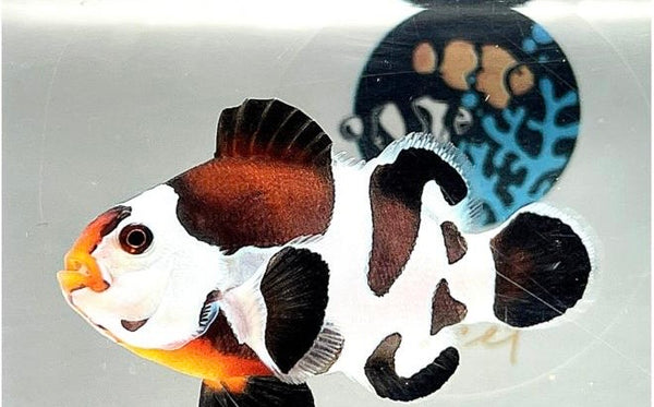 Marker Buoys For Fishing Trident - Ball Python Traits - Morphpedia ...