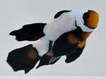 Blacker Ice Extreme Roundtail Longfin