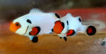 MH's Miami White Clownfish