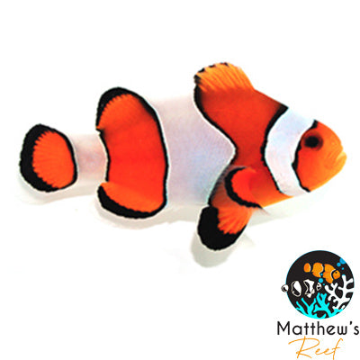 Common Clownfish (Amphiprion ocellaris)
