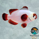 Gold Nugget Maroon Clownfish (Premnas biaculeatus)