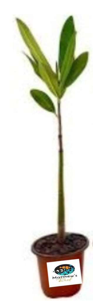 mangrove potted plant Mangrove Plants – Matthew's Reef