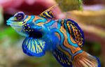 Mandarinfish