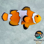 Snowflake (Amphiprion ocellaris)